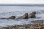 240524a_Sarstangen_15_N