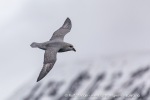 240531c_Isfjord_01_N