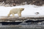 240601a_Engelskbukta_42_N