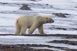 240601a_Engelskbukta_71_N