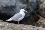 240603a_Hamiltonbukta_021_N