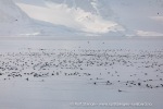 240603d_Klinckowstromfjord_59_N
