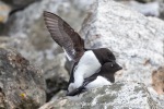 240604a_Fuglesongen_26_N
