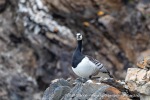 240605c_Fjortende-Julibukta_12_N