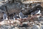 240605c_Fjortende-Julibukta_38_N