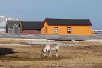240606a_Ny-Alesund_35_N