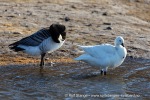 240610_Adventdalen_08_N