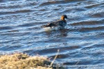 240610_Adventdalen_39_N
