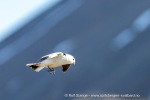 240610_Adventdalen_47_N