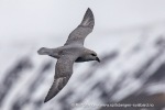 240531c_Isfjord_02_N