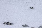 240603a_Hamiltonbukta_028_N