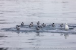240603a_Hamiltonbukta_081_N