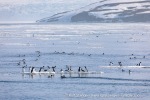 240603d_Klinckowstromfjord_04_N