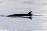 240603d_Klinckowstromfjord_48_N