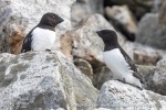 240604a_Fuglesongen_15_N