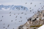 240604a_Fuglesongen_16_N