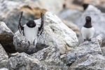240604a_Fuglesongen_22_N