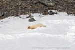 240604d_Kobbefjord_05_N