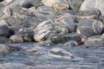 240604d_Kobbefjord_06_N