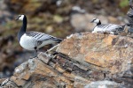 240605c_Fjortende-Julibukta_71_N