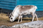 240606a_Ny-Alesund_47_N