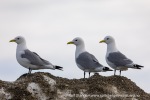 240606b_Sarstangen_24_N