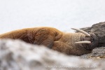 240606b_Sarstangen_47_N