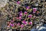 240607a_Eidembukta_16_N