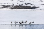 240607b_Ymerbukta_01_N