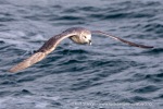 240701b_Isfjord_14_N