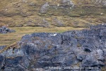 240701e_Alkhornet_01_N