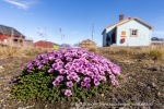 240702c_Ny-Alesund_030_N