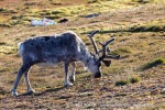 240702c_Ny-Alesund_097_N