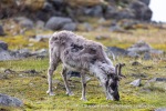 240703a_Ossian-Sarsfjellet_15_N