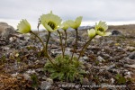 240703b_Blomstrand_71_N