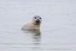 240705a_Danskeneset_46_N