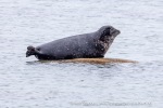240705a_Danskeneset_47_N