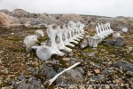 240705a_Danskeneset_60_N