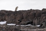 240710a_Gyldenoyane_026_N
