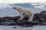 240710a_Gyldenoyane_101_N