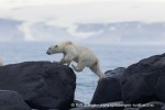 240710a_Gyldenoyane_162_N
