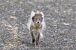 240712b_Buedelfjellet_028_N