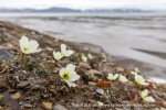 240712e_Isbjornodden_104_N