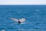 240713a_Storfjord_17_N