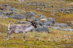 240716b_Sundhogda_09_D