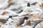 240716c_Ingeborgfjellet_13_D
