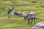 240716c_Ingeborgfjellet_56_D