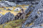 240716c_Ingeborgfjellet_81_D