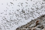 240716c_Ingeborgfjellet_39_N