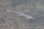 240717a_Tundraodden_092_N